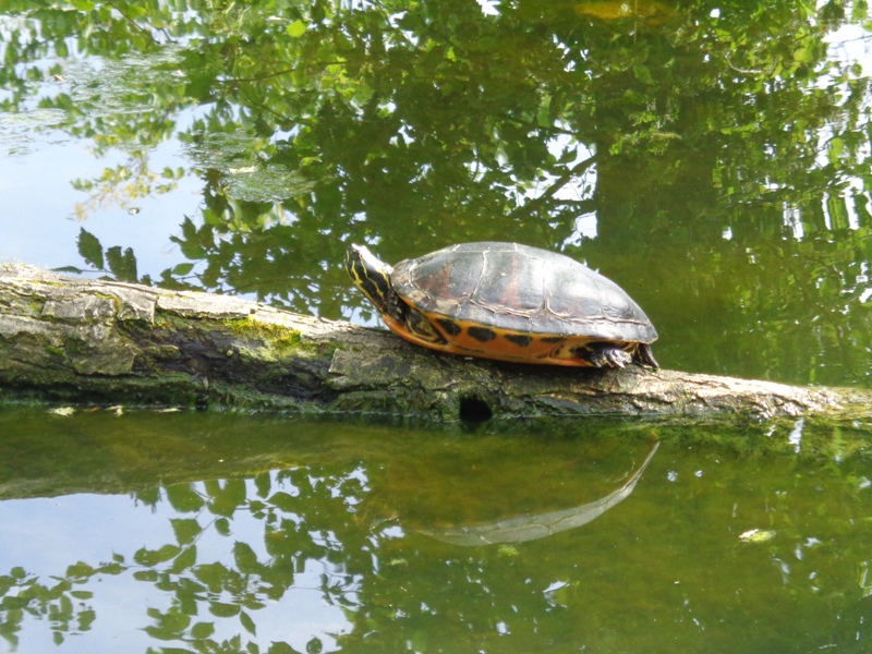 Zoo Hirschstetten