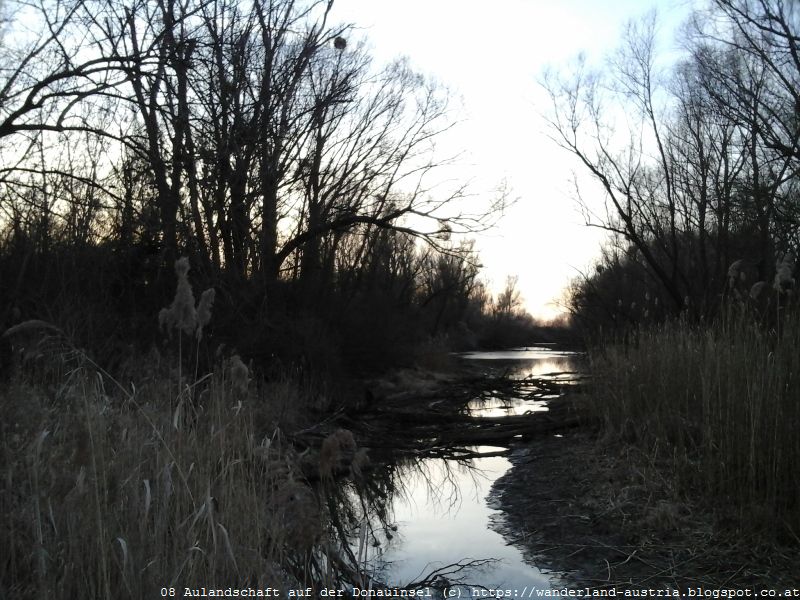 Aulandschaft Donauinsel