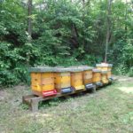 Bienenstöcke an der Kirschenallee