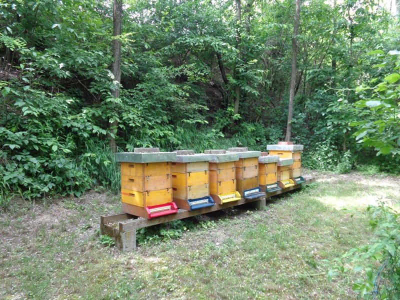 Bienenstöcke an der Kirschenallee