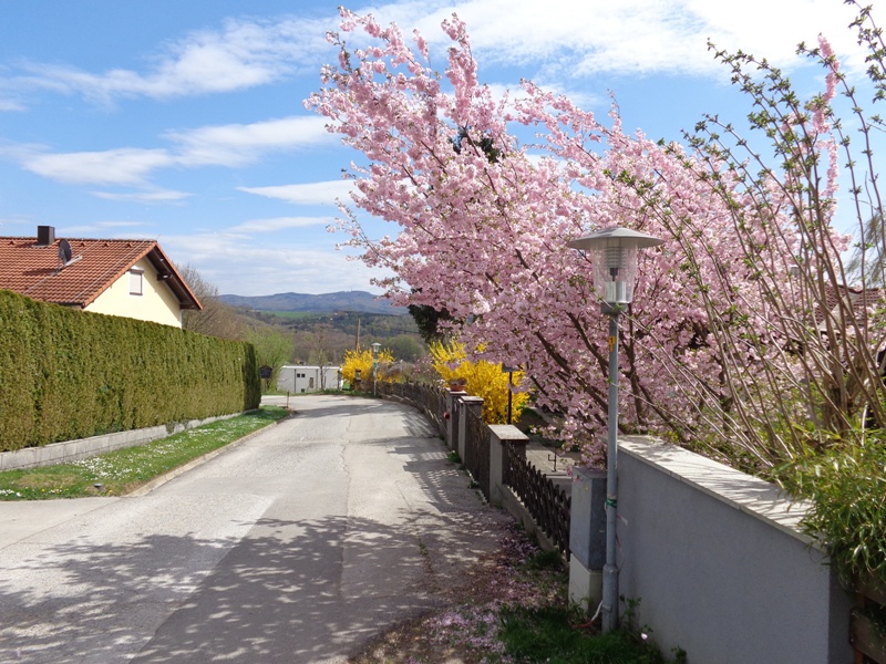 Burgstall am Buchberg