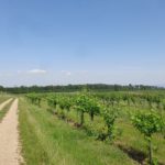 Feldweg im Weinviertel