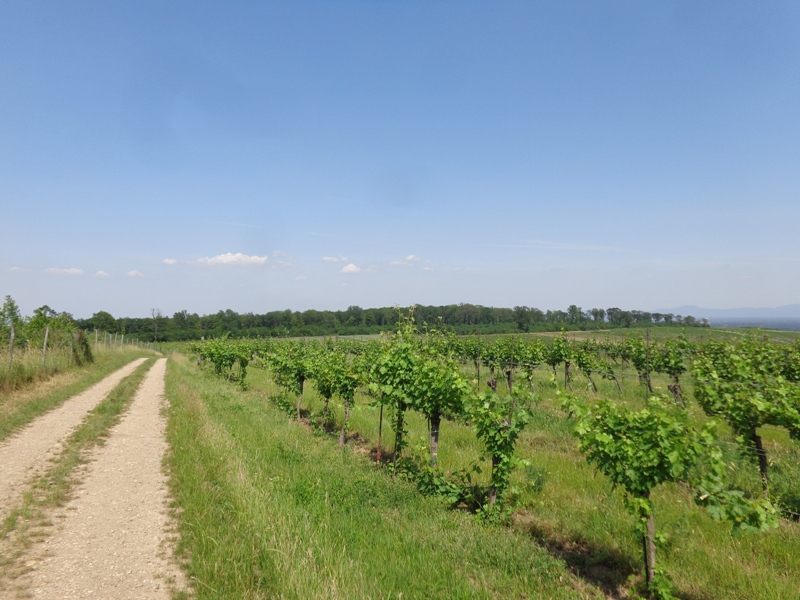 Feldweg im Weinviertel