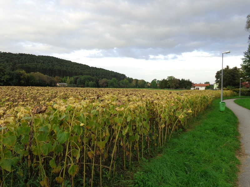 Fußweg in Ternitz