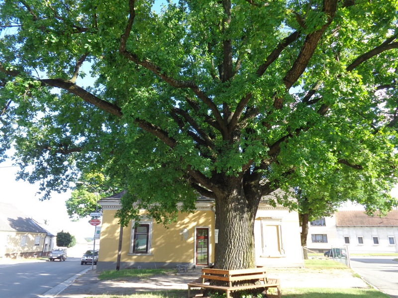 Jubiläumseiche in Drösing