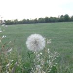 Pusteblume