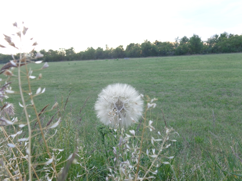 Pusteblume