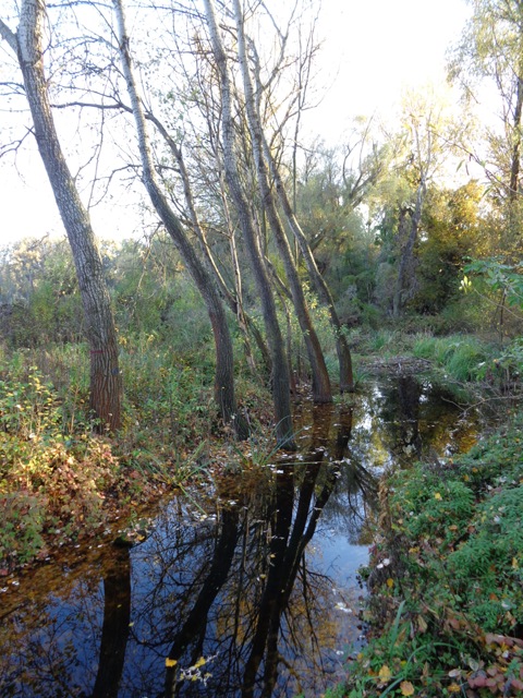 Sumpf in der Lobau