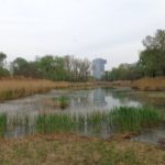 Teich im Donaupark