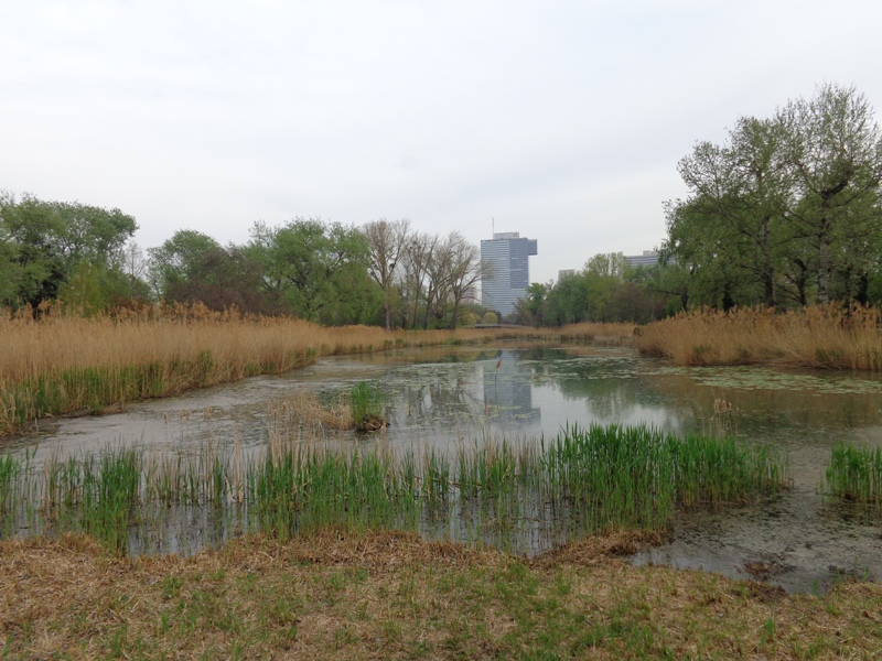 Teich im Donaupark