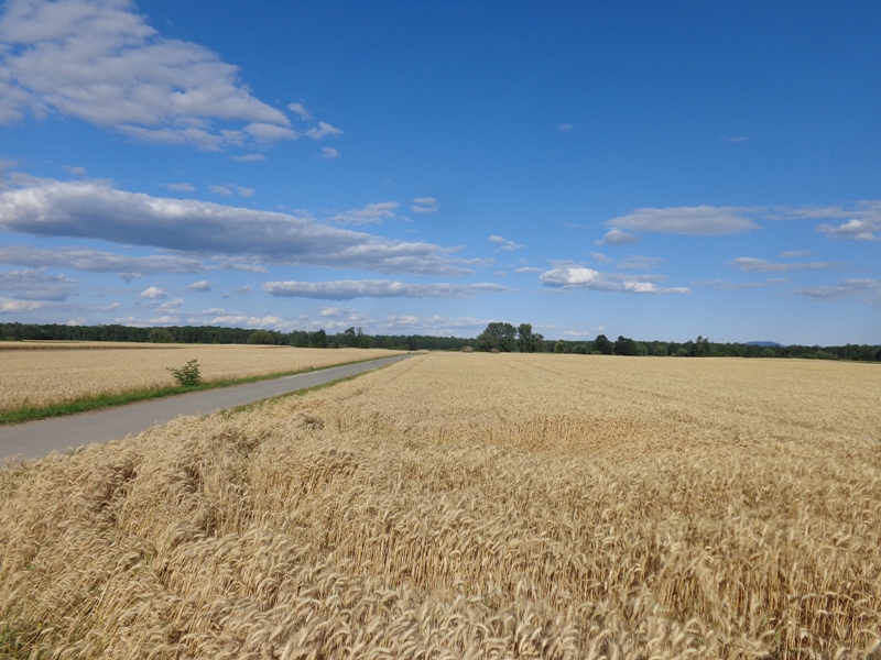 Von Weiden und Wein