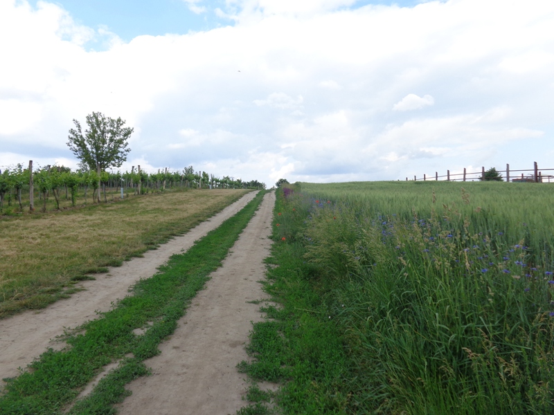 Wanderweg bei Obersdorf