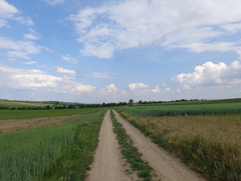 Feldweg bei Großengersdorf