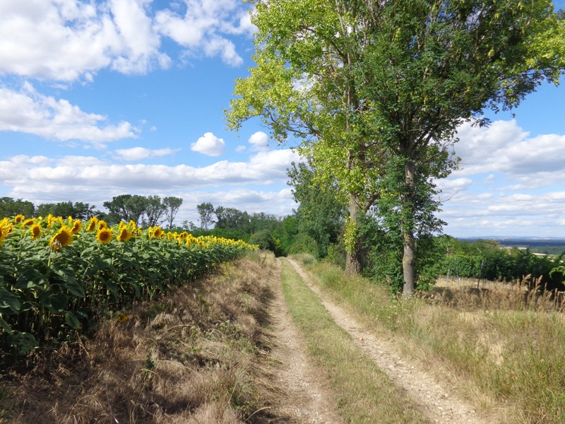 Wanderweg nach Sierndorf