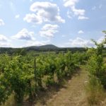 Weinberge am Anninger