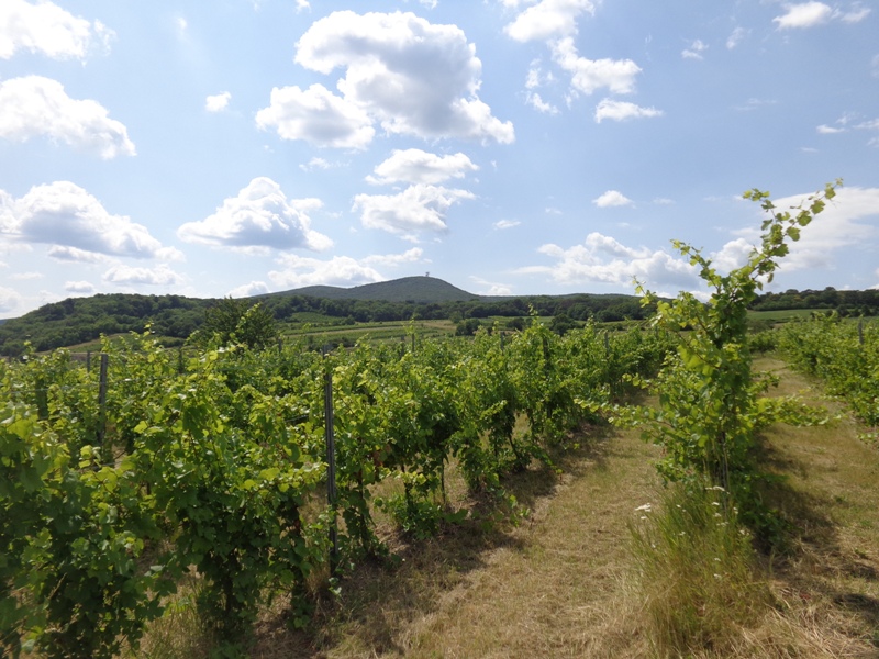 Weinberge am Anninger