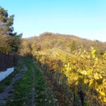 Weinberge am Goldtal