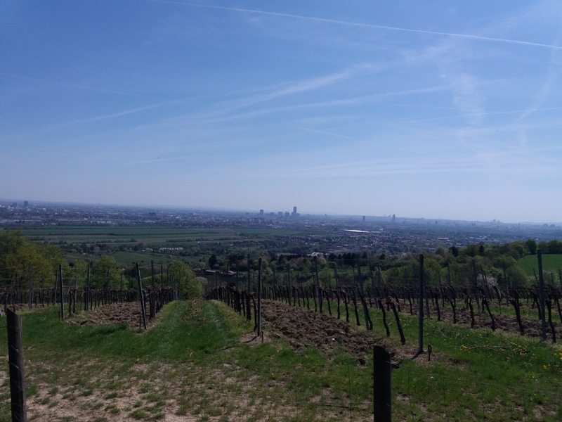 Weinberge am Magdalenenhof