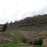 Weinberge in Dürnstein