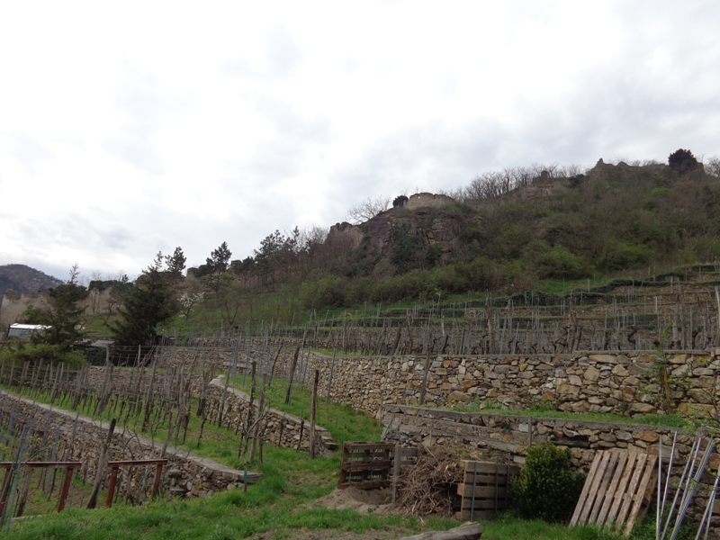 Weinberge in Dürnstein