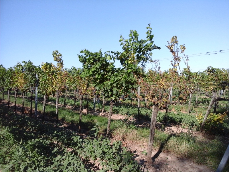 Weinberge bei Oberlaa