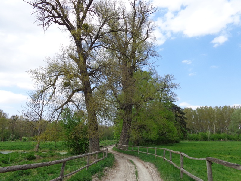 Donauauen bei Petronell