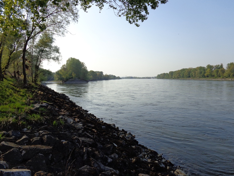Donauufer bei Mannswörth