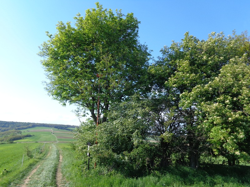 Eiche am Hirschen