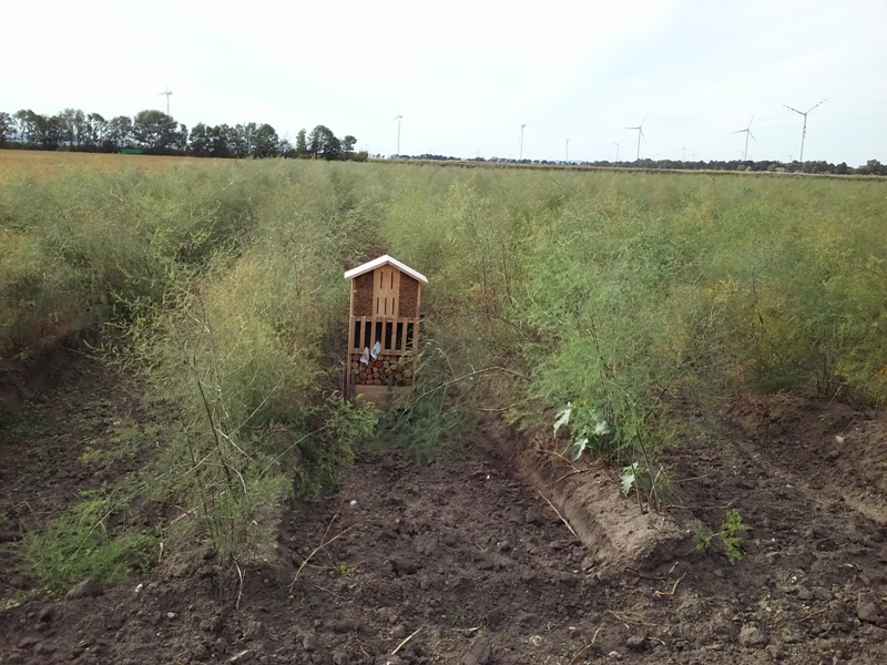 Insektenhaus am Acker