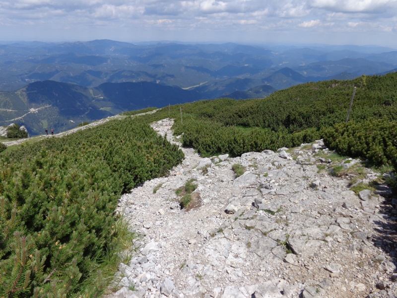 Latschen am Schneeberg