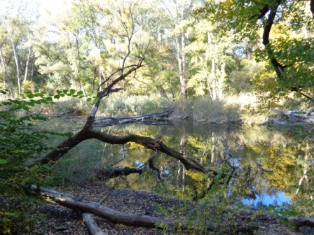 Holz im Wasser