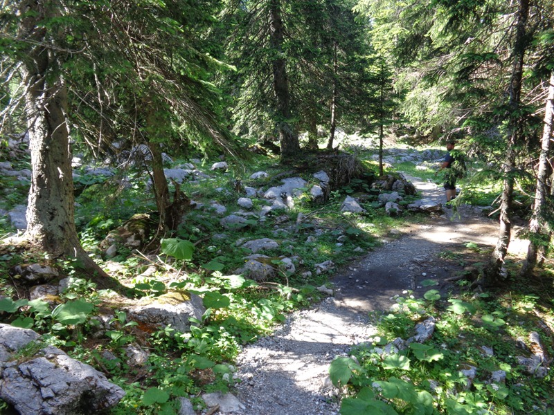 Märchenwald am Ochsenboden