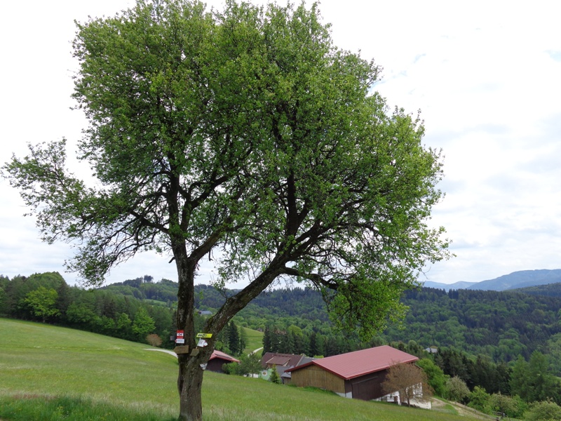 Steinkellner Hof