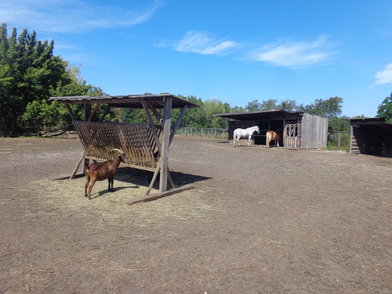 Tiere bei Schloss Hof