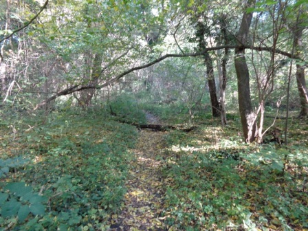 Waldweg bei Schwarzenstockallee