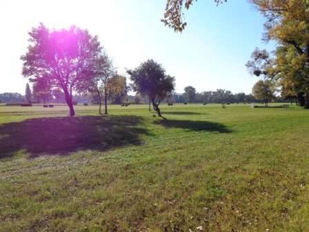 Wiese am Golfplatz