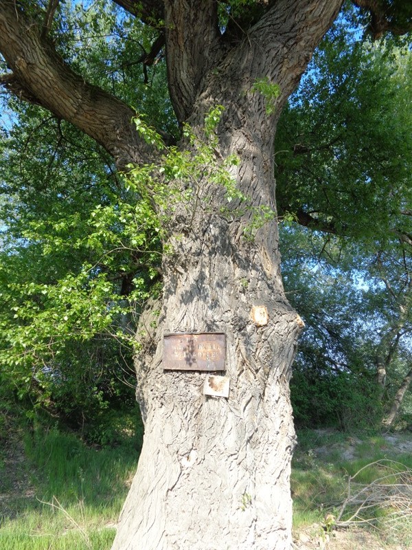 Alter Baum am Donaustrand