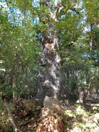 Alter Baum im Prater