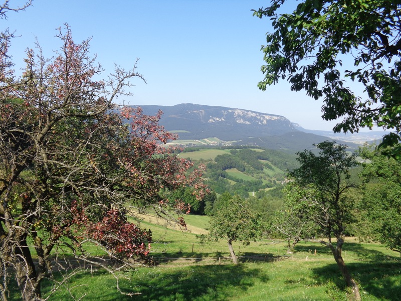 Aussicht beim Mostheurigen