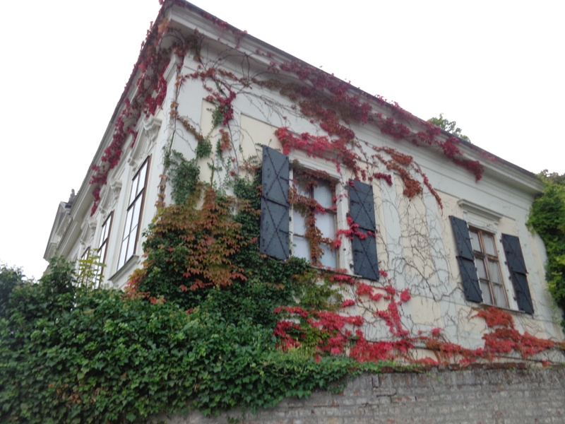 Bewachsene Fenster in Döbling