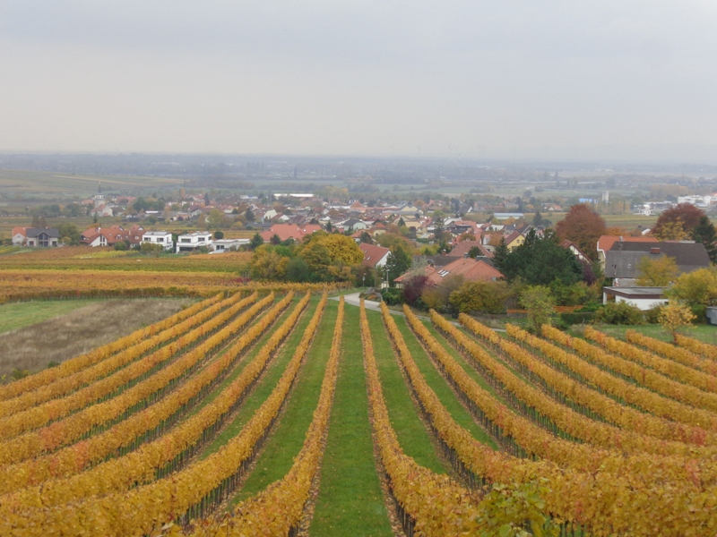 Bunte Weinberge in Sooß