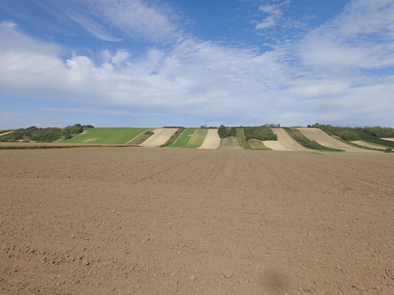 Feld in Herrenbergen