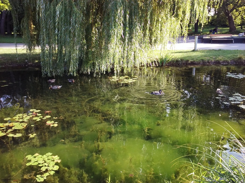 Floridsdorfer Enten