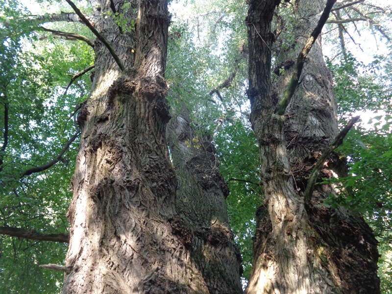 Urwaldbaum in den Donauauen