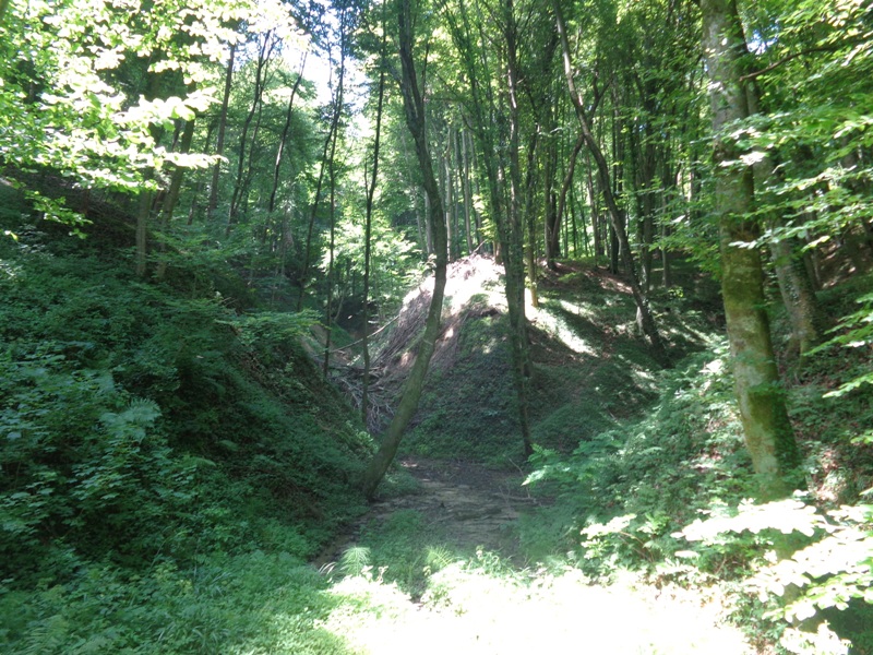 Wald bei Kühgraben