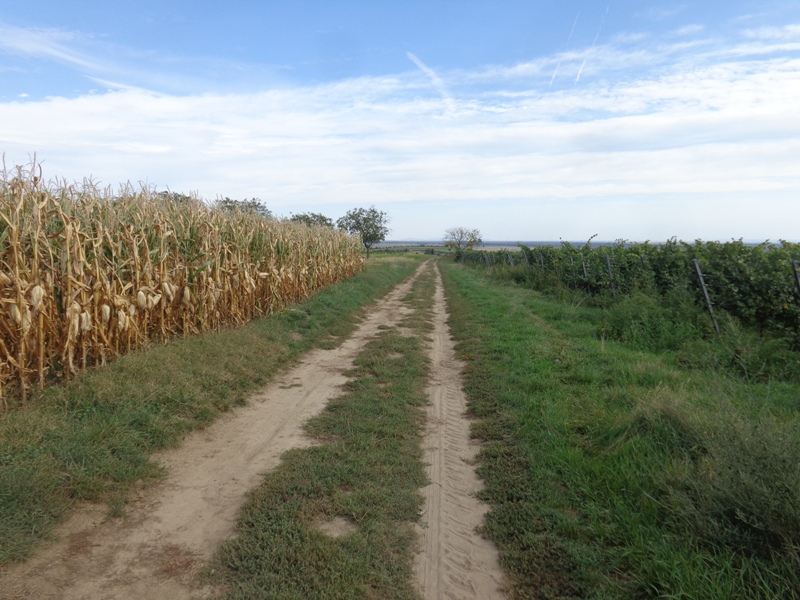 Wanderweg bei Großengersdorf