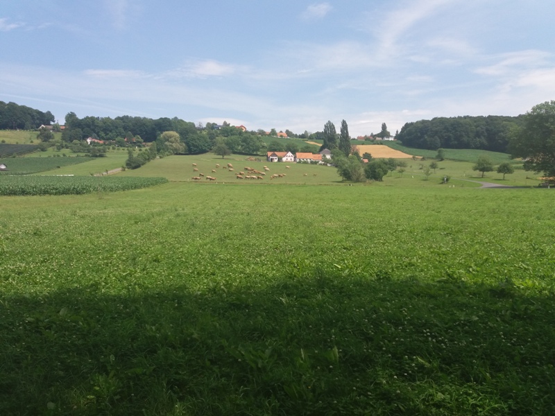 Weidehaltung im Vulkanland