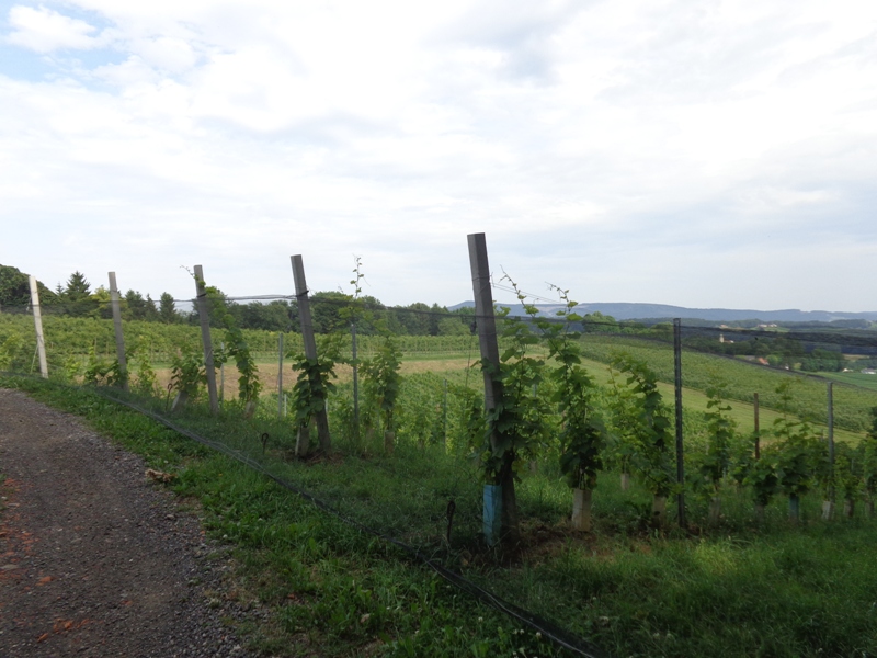 Weinbau in der Oststeiermark
