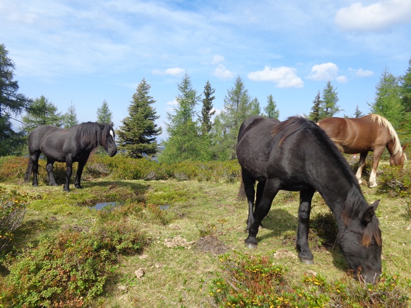 Wildpferde am Saukar