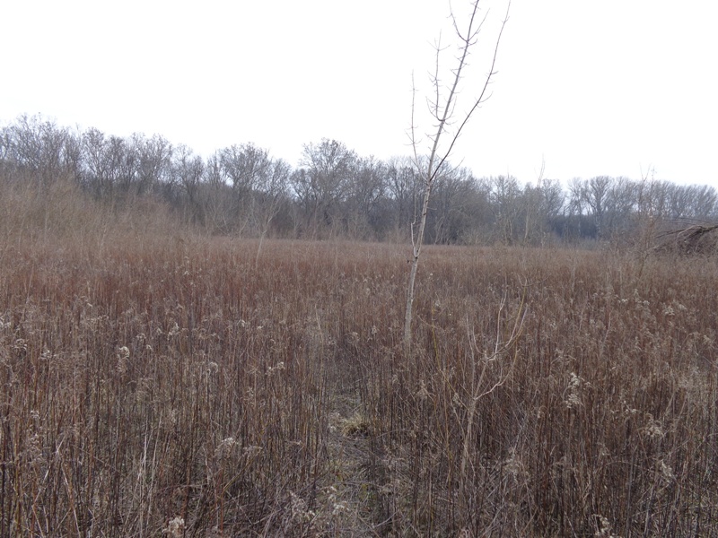 Aulandschaft Lobau